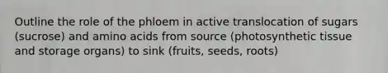 Outline the role of the phloem in active translocation of sugars (sucrose) and <a href='https://www.questionai.com/knowledge/k9gb720LCl-amino-acids' class='anchor-knowledge'>amino acids</a> from source (photosynthetic tissue and storage organs) to sink (fruits, seeds, roots)