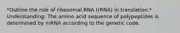 *Outline the role of ribosomal RNA (rRNA) in translation.* Understanding: The amino acid sequence of polypeptides is determined by mRNA according to the genetic code.