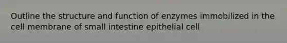 Outline the structure and function of enzymes immobilized in the cell membrane of small intestine epithelial cell