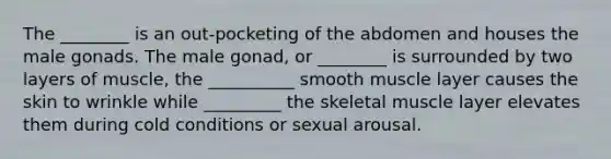 The ________ is an out-pocketing of the abdomen and houses the male gonads. The male gonad, or ________ is surrounded by two layers of muscle, the __________ smooth muscle layer causes the skin to wrinkle while _________ the skeletal muscle layer elevates them during cold conditions or sexual arousal.