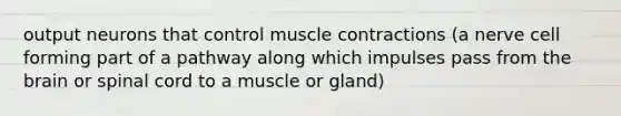 output neurons that control muscle contractions (a nerve cell forming part of a pathway along which impulses pass from the brain or spinal cord to a muscle or gland)