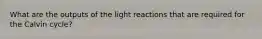 What are the outputs of the light reactions that are required for the Calvin cycle?