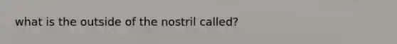 what is the outside of the nostril called?