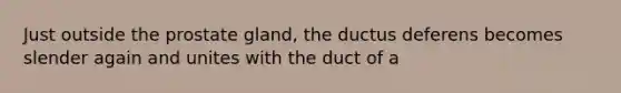 Just outside the prostate gland, the ductus deferens becomes slender again and unites with the duct of a