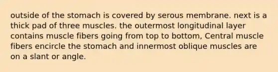 outside of the stomach is covered by serous membrane. next is a thick pad of three muscles. the outermost longitudinal layer contains muscle fibers going from top to bottom, Central muscle fibers encircle the stomach and innermost oblique muscles are on a slant or angle.