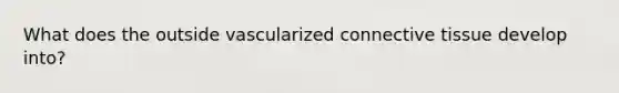 What does the outside vascularized connective tissue develop into?