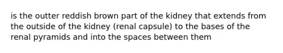 is the outter reddish brown part of the kidney that extends from the outside of the kidney (renal capsule) to the bases of the renal pyramids and into the spaces between them