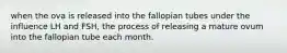 when the ova is released into the fallopian tubes under the influence LH and FSH, the process of releasing a mature ovum into the fallopian tube each month.