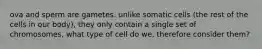 ova and sperm are gametes. unlike somatic cells (the rest of the cells in our body), they only contain a single set of chromosomes, what type of cell do we, therefore consider them?