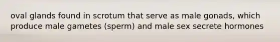 oval glands found in scrotum that serve as male gonads, which produce male gametes (sperm) and male sex secrete hormones