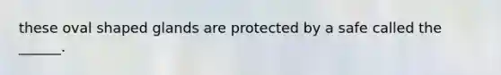 these <a href='https://www.questionai.com/knowledge/k8SnszQ8XM-oval-shape' class='anchor-knowledge'>oval shape</a>d glands are protected by a safe called the ______.