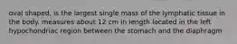 oval shaped, is the largest single mass of the lymphatic tissue in the body. measures about 12 cm in length located in the left hypochondriac region between the stomach and the diaphragm