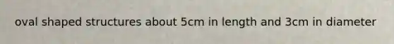 oval shaped structures about 5cm in length and 3cm in diameter