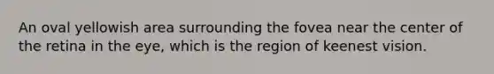 An oval yellowish area surrounding the fovea near the center of the retina in the eye, which is the region of keenest vision.