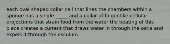 each oval-shaped collar cell that lines the chambers within a sponge has a single _____ and a collar of finger-like cellular projections that strain food from the water the beating of this piece creates a current that draws water in through the ostia and expels it through the osculum.