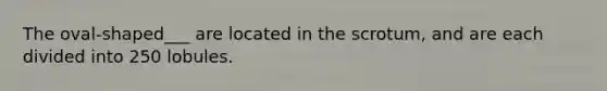 The oval-shaped___ are located in the scrotum, and are each divided into 250 lobules.