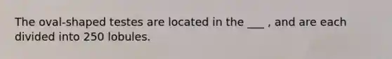 The oval-shaped testes are located in the ___ , and are each divided into 250 lobules.