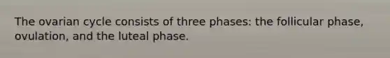 The ovarian cycle consists of three phases: the follicular phase, ovulation, and the luteal phase.