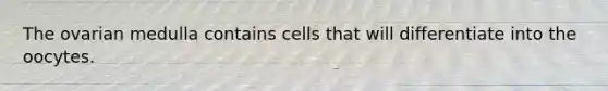 The ovarian medulla contains cells that will differentiate into the oocytes.