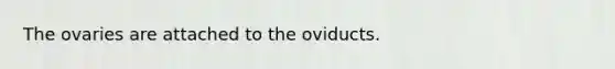 The ovaries are attached to the oviducts.