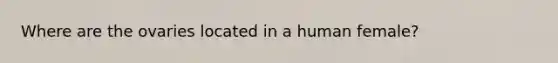 Where are the ovaries located in a human female?