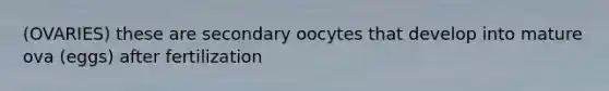 (OVARIES) these are secondary oocytes that develop into mature ova (eggs) after fertilization