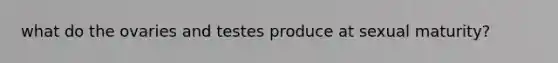 what do the ovaries and testes produce at sexual maturity?