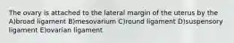 The ovary is attached to the lateral margin of the uterus by the A)broad ligament B)mesovarium C)round ligament D)suspensory ligament E)ovarian ligament