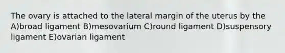 The ovary is attached to the lateral margin of the uterus by the A)broad ligament B)mesovarium C)round ligament D)suspensory ligament E)ovarian ligament