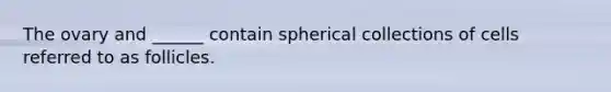 The ovary and ______ contain spherical collections of cells referred to as follicles.