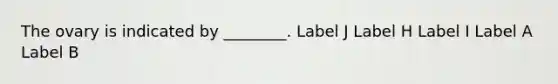 The ovary is indicated by ________. Label J Label H Label I Label A Label B