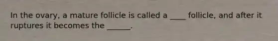 In the ovary, a mature follicle is called a ____ follicle, and after it ruptures it becomes the ______.