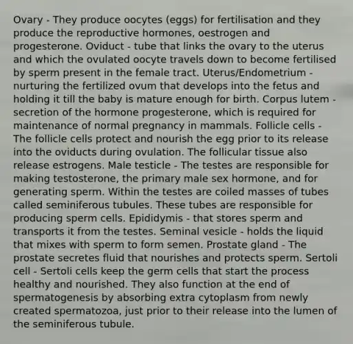 Ovary - They produce oocytes (eggs) for fertilisation and they produce the reproductive hormones, oestrogen and progesterone. Oviduct - tube that links the ovary to the uterus and which the ovulated oocyte travels down to become fertilised by sperm present in the female tract. Uterus/Endometrium - nurturing the fertilized ovum that develops into the fetus and holding it till the baby is mature enough for birth. Corpus lutem - secretion of the hormone progesterone, which is required for maintenance of normal pregnancy in mammals. Follicle cells - The follicle cells protect and nourish the egg prior to its release into the oviducts during ovulation. The follicular tissue also release estrogens. Male testicle - The testes are responsible for making testosterone, the primary male sex hormone, and for generating sperm. Within the testes are coiled masses of tubes called seminiferous tubules. These tubes are responsible for producing sperm cells. Epididymis - that stores sperm and transports it from the testes. Seminal vesicle - holds the liquid that mixes with sperm to form semen. Prostate gland - The prostate secretes fluid that nourishes and protects sperm. Sertoli cell - Sertoli cells keep the germ cells that start the process healthy and nourished. They also function at the end of spermatogenesis by absorbing extra cytoplasm from newly created spermatozoa, just prior to their release into the lumen of the seminiferous tubule.