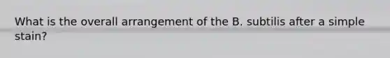 What is the overall arrangement of the B. subtilis after a simple stain?