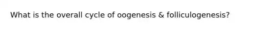 What is the overall cycle of oogenesis & folliculogenesis?