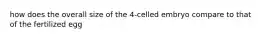 how does the overall size of the 4-celled embryo compare to that of the fertilized egg