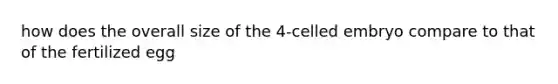 how does the overall size of the 4-celled embryo compare to that of the fertilized egg