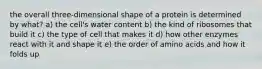 the overall three-dimensional shape of a protein is determined by what? a) the cell's water content b) the kind of ribosomes that build it c) the type of cell that makes it d) how other enzymes react with it and shape it e) the order of amino acids and how it folds up