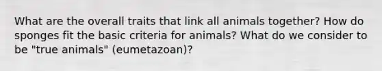 What are the overall traits that link all animals together? How do sponges fit the basic criteria for animals? What do we consider to be "true animals" (eumetazoan)?