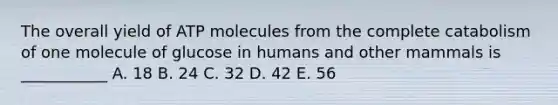 The overall yield of ATP molecules from the complete catabolism of one molecule of glucose in humans and other mammals is ___________ A. 18 B. 24 C. 32 D. 42 E. 56