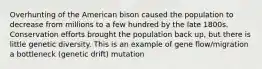 Overhunting of the American bison caused the population to decrease from millions to a few hundred by the late 1800s. Conservation efforts brought the population back up, but there is little genetic diversity. This is an example of gene flow/migration a bottleneck (genetic drift) mutation