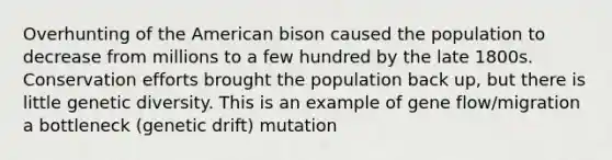 Overhunting of the American bison caused the population to decrease from millions to a few hundred by the late 1800s. Conservation efforts brought the population back up, but there is little genetic diversity. This is an example of gene flow/migration a bottleneck (genetic drift) mutation