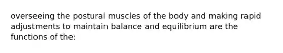 overseeing the postural muscles of the body and making rapid adjustments to maintain balance and equilibrium are the functions of the: