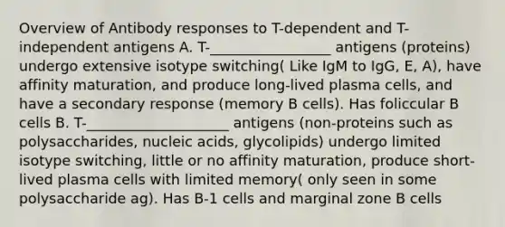 Overview of Antibody responses to T-dependent and T-independent antigens A. T-_________________ antigens (proteins) undergo extensive isotype switching( Like IgM to IgG, E, A), have affinity maturation, and produce long-lived plasma cells, and have a secondary response (memory B cells). Has foliccular B cells B. T-____________________ antigens (non-proteins such as polysaccharides, nucleic acids, glycolipids) undergo limited isotype switching, little or no affinity maturation, produce short-lived plasma cells with limited memory( only seen in some polysaccharide ag). Has B-1 cells and marginal zone B cells