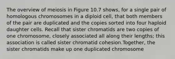 The overview of meiosis in Figure 10.7 shows, for a single pair of homologous chromosomes in a diploid cell, that both members of the pair are duplicated and the copies sorted into four haploid daughter cells. Recall that sister chromatids are two copies of one chromosome, closely associated all along their lengths; this association is called sister chromatid cohesion.Together, the sister chromatids make up one duplicated chromosome