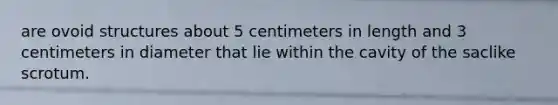 are ovoid structures about 5 centimeters in length and 3 centimeters in diameter that lie within the cavity of the saclike scrotum.