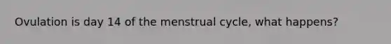 Ovulation is day 14 of the menstrual cycle, what happens?