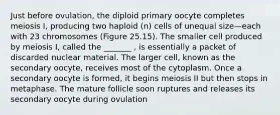 Just before ovulation, the diploid primary oocyte completes meiosis I, producing two haploid (n) cells of unequal size—each with 23 chromosomes (Figure 25.15). The smaller cell produced by meiosis I, called the _______ , is essentially a packet of discarded nuclear material. The larger cell, known as the secondary oocyte, receives most of the cytoplasm. Once a secondary oocyte is formed, it begins meiosis II but then stops in metaphase. The mature follicle soon ruptures and releases its secondary oocyte during ovulation