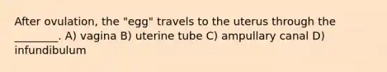 After ovulation, the "egg" travels to the uterus through the ________. A) vagina B) uterine tube C) ampullary canal D) infundibulum