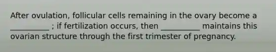 After ovulation, follicular cells remaining in the ovary become a __________ ; if fertilization occurs, then __________ maintains this ovarian structure through the first trimester of pregnancy.